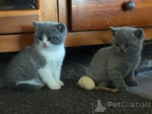 Photo №3. Britse Korthaar kittens te koop. Belgium