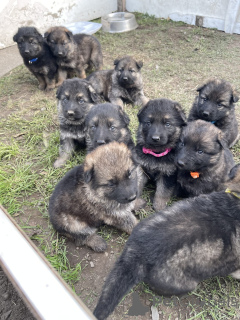 Photo №1.  - for sale in the city of Long Beach | Is free | Announcement № 139136