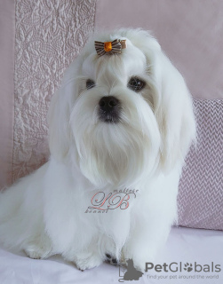 Photo №3. Grown baby - Maltese boy, super quality. Ukraine