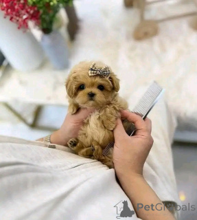 Photo №2 to announcement № 138637 for the sale of poodle (toy) - buy in United States breeder