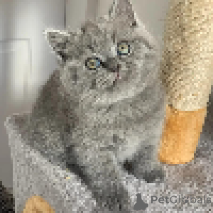 Photo №2 to announcement № 167433 for the sale of british shorthair - buy in Montenegro private announcement