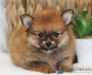 Photo №1. pomeranian - for sale in the city of Lausanne | negotiated | Announcement № 17391