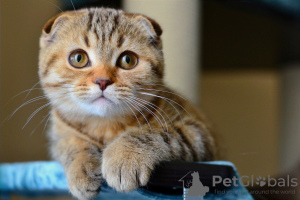 Photo №1. scottish fold - for sale in the city of Minsk | negotiated | Announcement № 68368