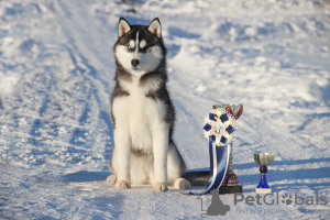 Photo №1. siberian husky - for sale in the city of Samara | 204$ | Announcement № 8763