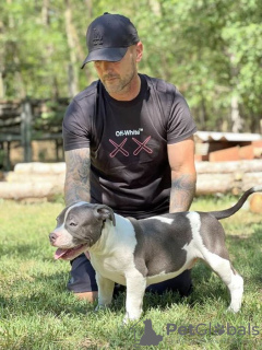 Additional photos: American bully with pocket on sale