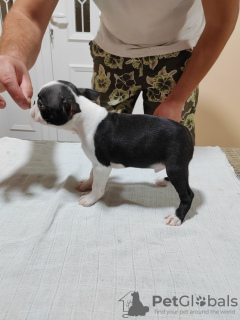 Additional photos: Boston Terrier puppies for sale