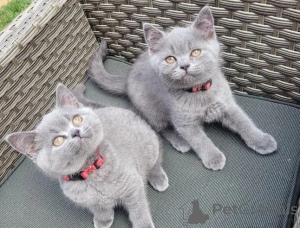 Photo №2 to announcement № 166504 for the sale of british shorthair - buy in Finland private announcement