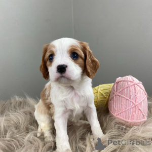 Photo №1. cavalier king charles spaniel - for sale in the city of Augsburg | 650$ | Announcement № 159304