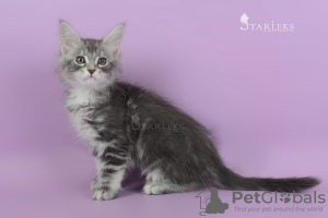 Photo №2 to announcement № 8890 for the sale of maine coon - buy in Russian Federation from nursery, breeder