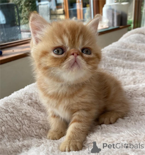 Photo №1. exotic shorthair - for sale in the city of DußLingen | 329$ | Announcement № 153861