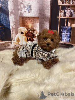 Photo №2 to announcement № 135115 for the sale of maltipu - buy in Germany private announcement, from nursery, breeder