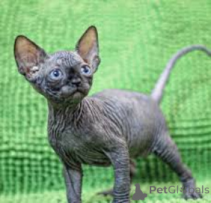 Photo №1. sphynx cat - for sale in the city of Aarbergen | negotiated | Announcement № 159407