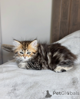 Photo №1. siberian cat - for sale in the city of Magdeburg | negotiated | Announcement № 177871
