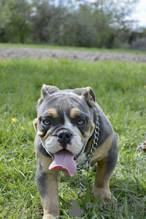 Photo №1. english bulldog - for sale in the city of Minsk | negotiated | Announcement № 45558