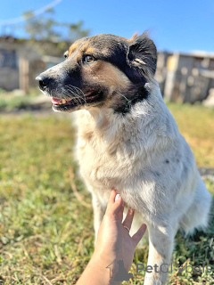 Photo №3. Looking for a house for Santa, dogs of a bright soul. Russian Federation