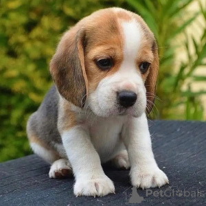 Photo №1. beagle - for sale in the city of Bonn | 380$ | Announcement № 124535