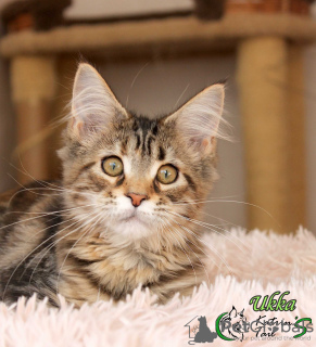 Photo №1. maine coon - for sale in the city of St. Petersburg | 458$ | Announcement № 9741