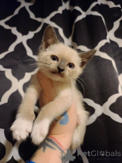Photo №1. snowshoe cat - for sale in the city of Hasselt | negotiated | Announcement № 176169