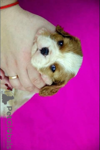 Photo №2 to announcement № 67883 for the sale of cavalier king charles spaniel - buy in Ukraine from nursery