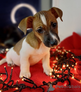 Additional photos: Jack Russell Terrier puppies