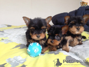 Photo №1. yorkshire terrier - for sale in the city of Wiesbaden | Is free | Announcement № 101854