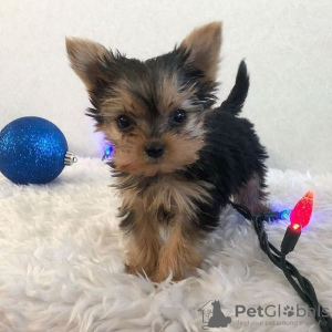 Photo №3. One little male and a female Yorkie looking for their new home.. United States