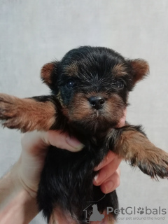 Additional photos: Yorkie/Kawaiiork puppies