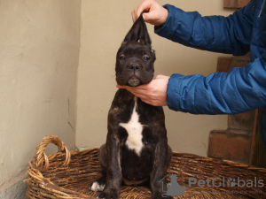 Photo №1. non-pedigree dogs - for sale in the city of Zrenjanin | 106$ | Announcement № 38314