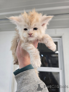 Photo №2 to announcement № 156476 for the sale of  - buy in Germany breeder