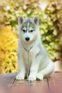 Photo №2 to announcement № 2595 for the sale of siberian husky - buy in Russian Federation from nursery