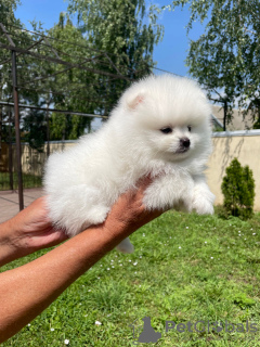 Photo №4. I will sell pomeranian in the city of Дрезден. private announcement - price - 350$