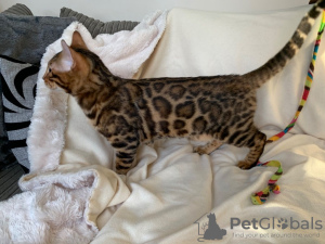 Photo №2 to announcement № 80353 for the sale of bengal cat - buy in Estonia private announcement