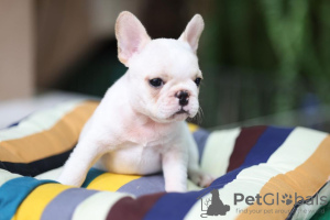 Additional photos: beautiful French bulldog puppies.