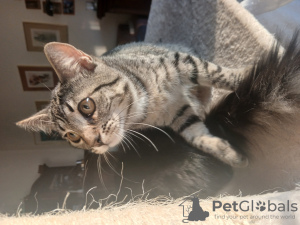 Photo №2 to announcement № 133812 for the sale of  - buy in Germany 