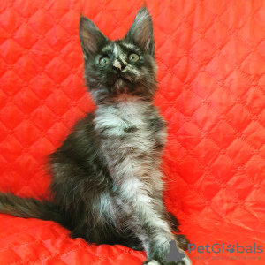 Photo №1. maine coon - for sale in the city of Samara | 331$ | Announcement № 7618