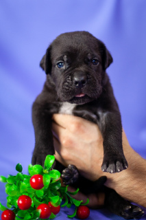 Photo №3. Gorgeous puppies Cane Corso. Russian Federation