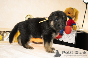 Photo №2 to announcement № 8573 for the sale of german shepherd - buy in Russian Federation breeder