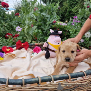 Photo №3. Labrador. Poland