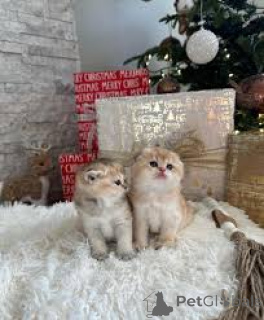 Photo №2 to announcement № 162401 for the sale of munchkin - buy in Belgium private announcement, breeder