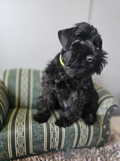 Additional photos: Black miniature schnauzer with a passport