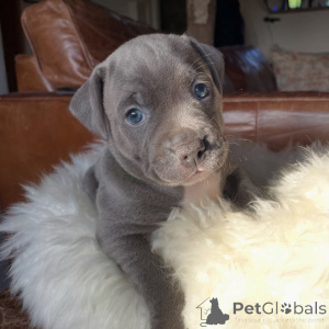 Photo №1. staffordshire bull terrier - for sale in the city of Brno | negotiated | Announcement № 171874