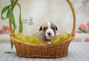 Photo №2 to announcement № 2465 for the sale of american staffordshire terrier - buy in Russian Federation from nursery