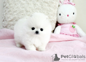 Photo №3. Great Pomeranian Puppy Ready. Germany