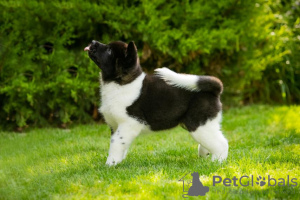 Photo №3. American Akita puppies. Ukraine