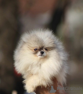 Photo №3. Beautiful Pomeranian puppies Boo. Serbia