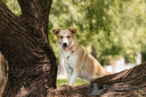 Additional photos: Puppies Yuchi and Miyuki are looking for a person!