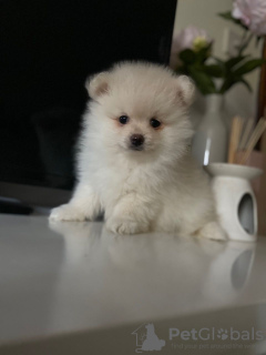 Photo №3. Vaccinated Pomeranian Puppies available Now with home delivery. Netherlands