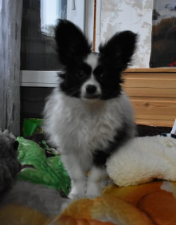 Photo №2 to announcement № 4936 for the sale of papillon dog - buy in Russian Federation private announcement