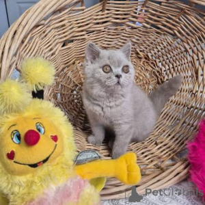 Photo №1. british shorthair - for sale in the city of Nyon | 413$ | Announcement № 172670