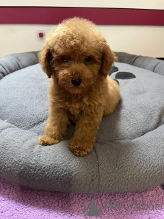 Additional photos: Red Toy Poodle